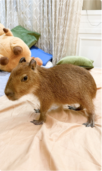 Einstein standing on a bed