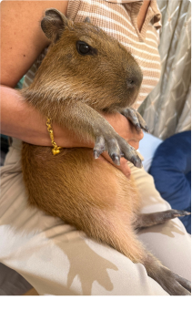 Elon resting in someone’s lap