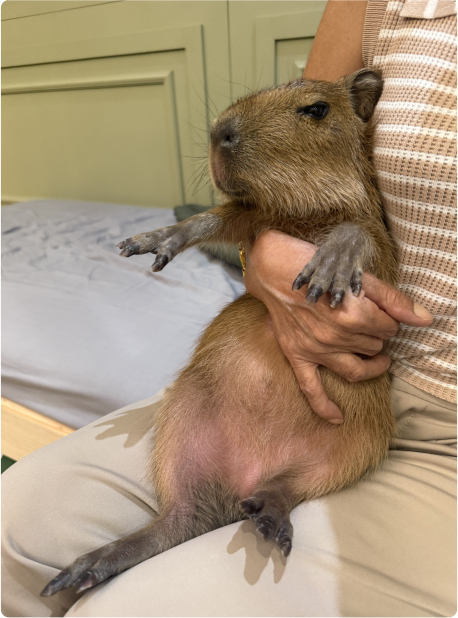 A capybara being held