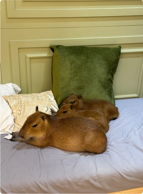 Three capybaras napping on a bed