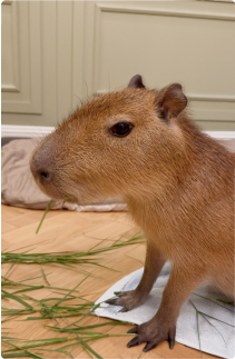 Magnus eating grass indoors